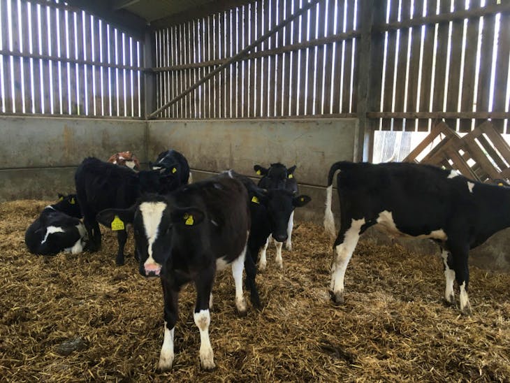 18 Holstein Friesian Store Steers SellMyLivestock The Online Livestock Marketplace