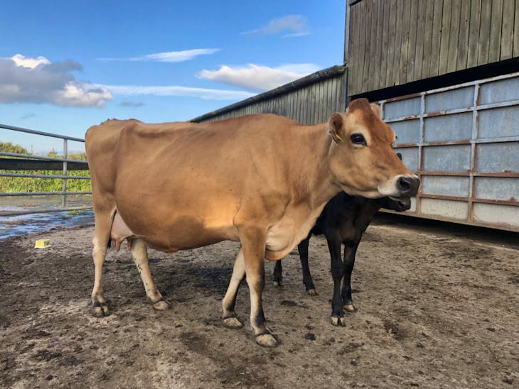 1 Pedigree Jersey InCalf Breeding, Dairy Cow with Calf at Foot