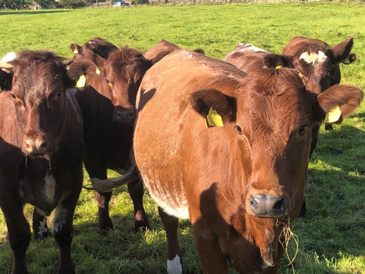 5 Beef Shorthorn Store, Breeding Heifers | SellMyLivestock - The Online ...