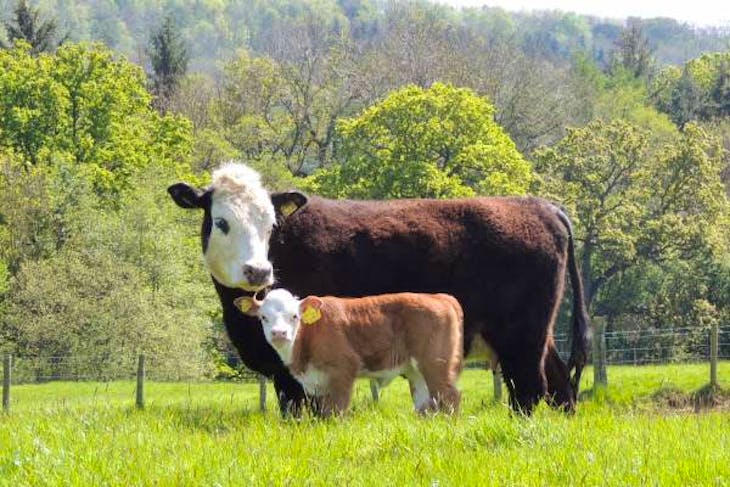 6 Miniature Hereford Cross Breeding Cows, Calves with Calves at Foot ...