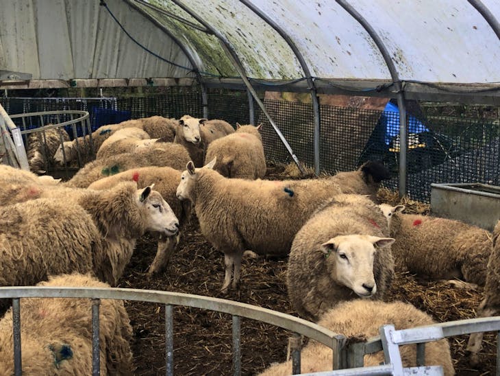 30 Texel, Lleyn Cross In-Lamb Breeding Ewes, Shearlings ...