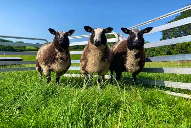 2 Pedigree Dutch Spotted Breeding Lambs, Ewes | SellMyLivestock - The ...