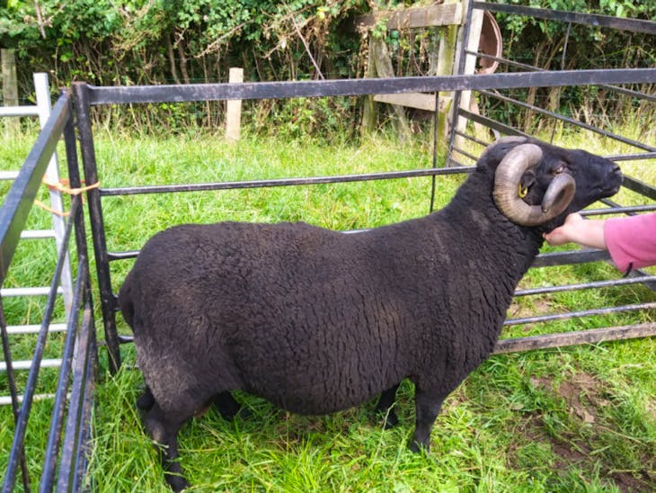 1 Pedigree Black Welsh Mountain Breeding Ram SellMyLivestock The