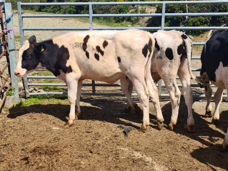 6 Holstein Friesian Store Steers SellMyLivestock The Online Livestock Marketplace