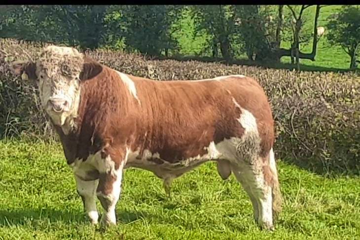 1 Pedigree Simmental Breeding Bull | SellMyLivestock - The Online ...