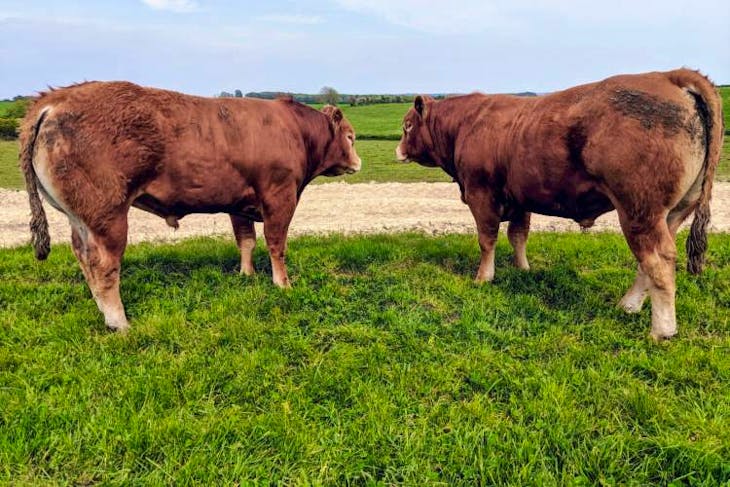 7 Pedigree Limousin, Charolais Breeding Bulls | SellMyLivestock - The ...