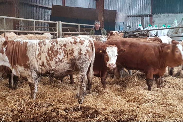 9 Simmental Cross Breeding Heifers | SellMyLivestock - The Online ...