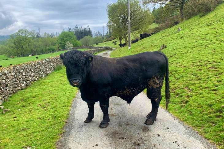 1 Welsh Black Breeding Bull | SellMyLivestock - The Online Livestock ...