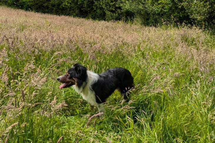 1 Welsh Sheepdog x Border Collie (Male) | SellMyLivestock - The Online ...