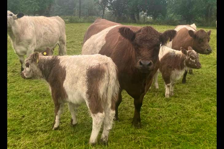 6 Pedigree Belted Galloway, Riggit Galloway Breeding Cows, Calves with ...