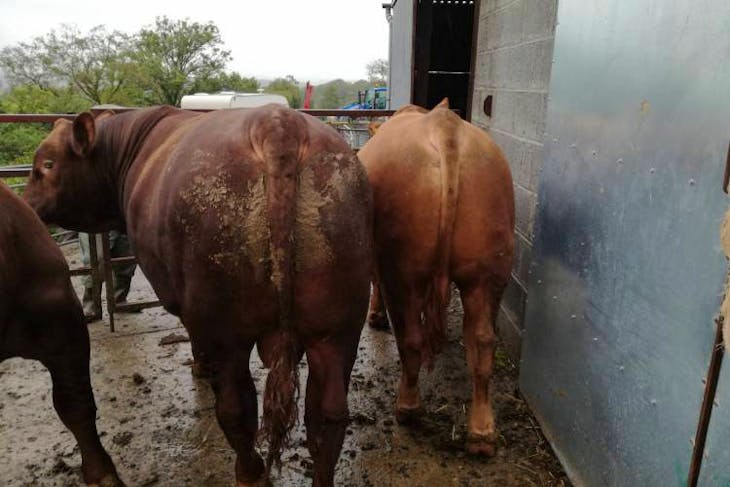 2 Stabiliser Breeding Bulls | SellMyLivestock - The Online Livestock ...