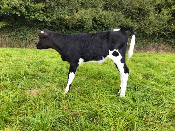 45 Holstein Friesian, Jersey Cross Store Calves, Bulls