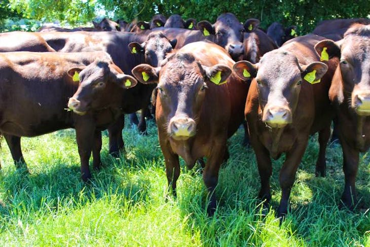 3 Pedigree Sussex Breeding Cows | SellMyLivestock - The Online ...