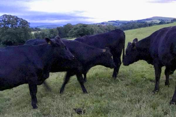 10 Aberdeen Angus, Limousin Cross Breeding Heifers | SellMyLivestock ...