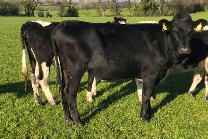 10 Organic Holstein Friesian, British Friesian, Jersey Breeding Dairy ...