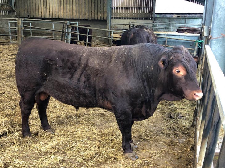 1 Pedigree Sussex Breeding Bull 