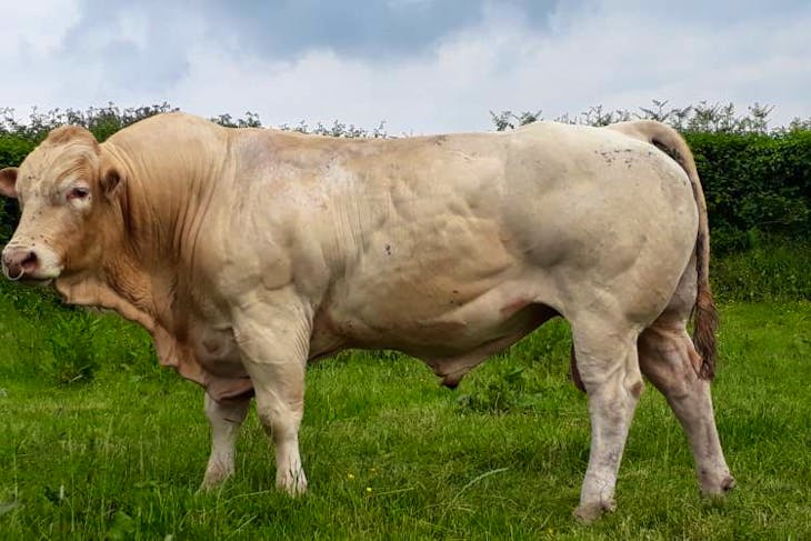 2 Pedigree British Blonde Breeding Bulls | SellMyLivestock - The Online ...