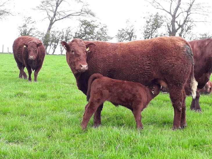 10 Pedigree Salers Breeding Cows with Calves at Foot | SellMyLivestock ...