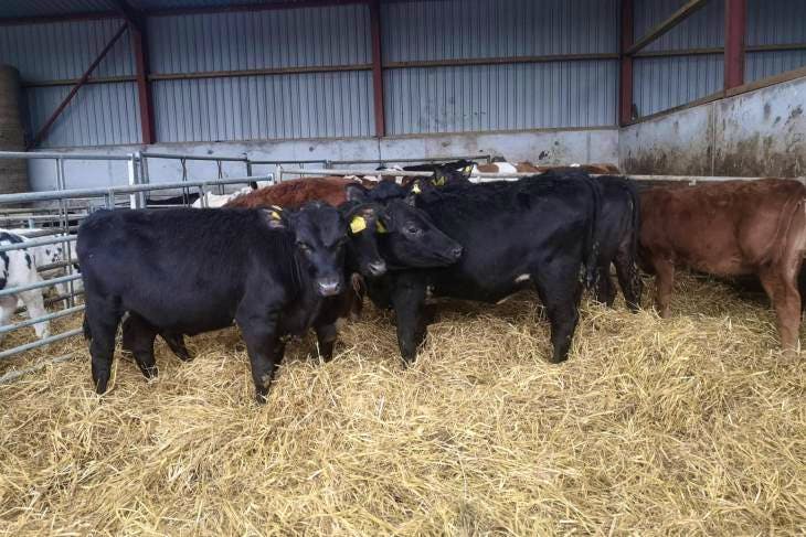 10 Aberdeen Angus, Limousin Cross Store Heifers | SellMyLivestock - The ...