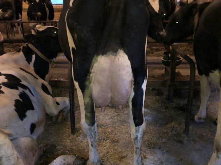 70 Pedigree Holstein Breeding, Dairy Cows, Heifers SellMyLivestock