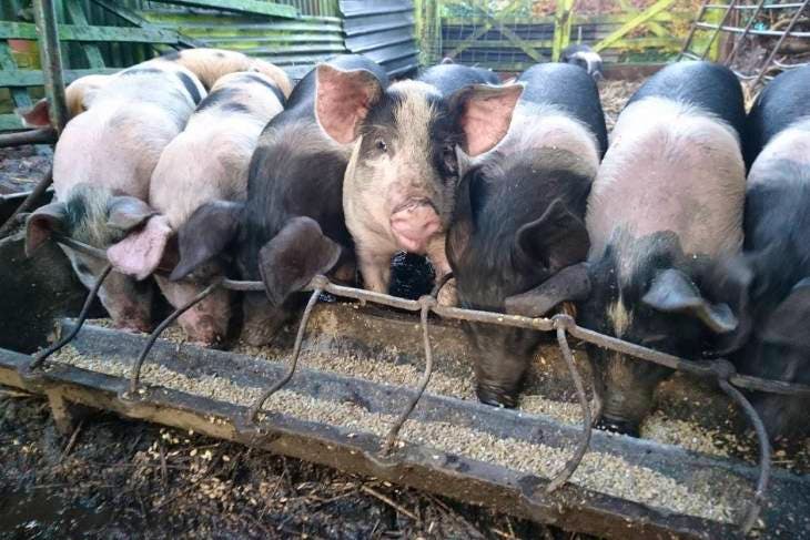 9 Saddleback Cross Growing Weaners 