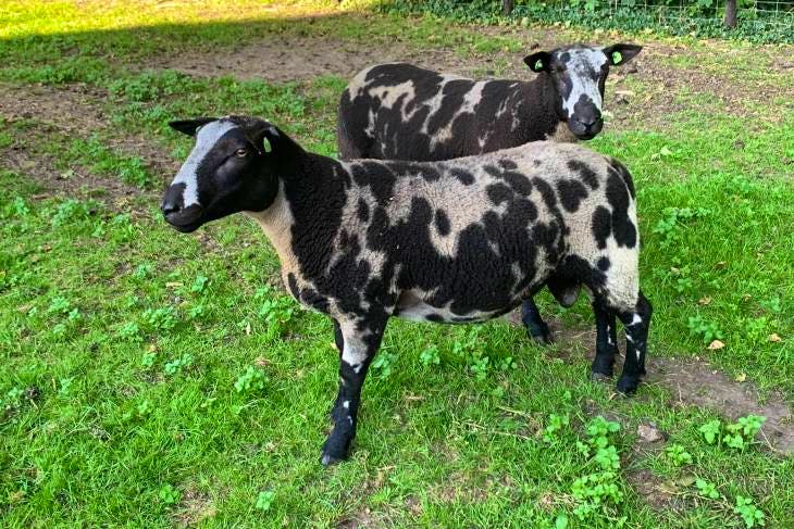 2 Pedigree Dutch Spotted Breeding Rams | SellMyLivestock - The Online ...