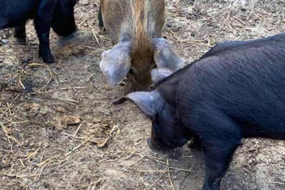 Iron Age Pigs For Sale | SellMyLivestock - The Online Livestock Marketplace