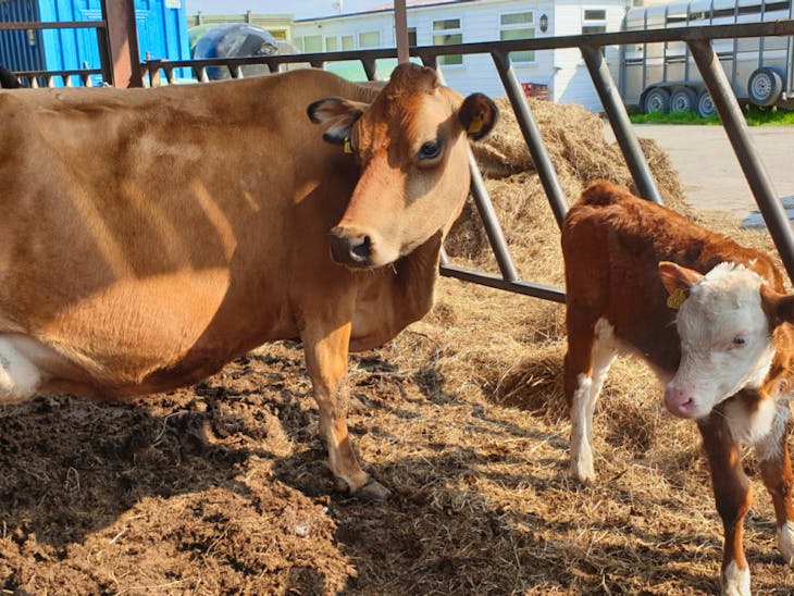 1 Jersey InCalf Breeding, Dairy Cow with Calf at Foot