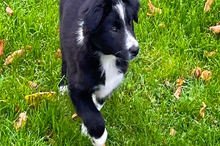 1 bearded collie x Border Collie (Male) | SellMyLivestock - The Online ...