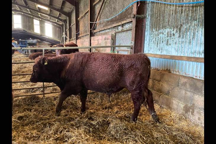 5 North Red Ruby Devon Store Steers, Heifers | SellMyLivestock - The ...