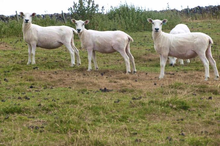 120 Lleyn Breeding Ewes | SellMyLivestock - The Online Livestock ...