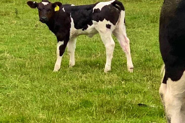 2 Pedigree British Blue, Belgium Blue Breeding Cows, Calves with Calves ...