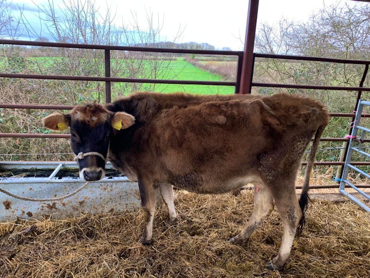1 Jersey InCalf Breeding, Dairy Cow SellMyLivestock The Online