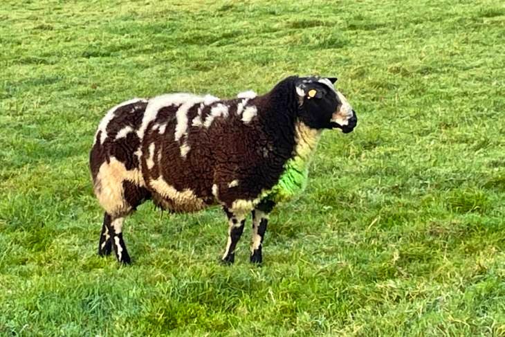 1 Pedigree Dutch Spotted Breeding Ram | SellMyLivestock - The Online ...