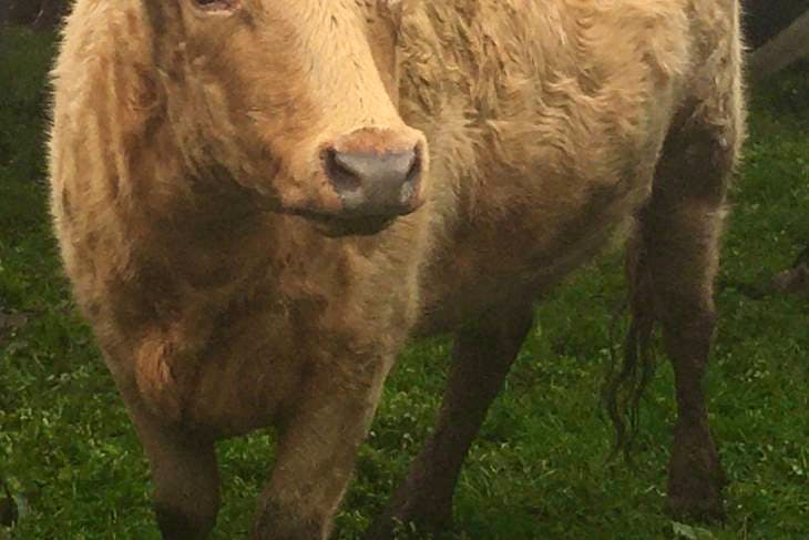 4 Dexter Cross In-Calf Breeding Heifers | SellMyLivestock - The Online ...