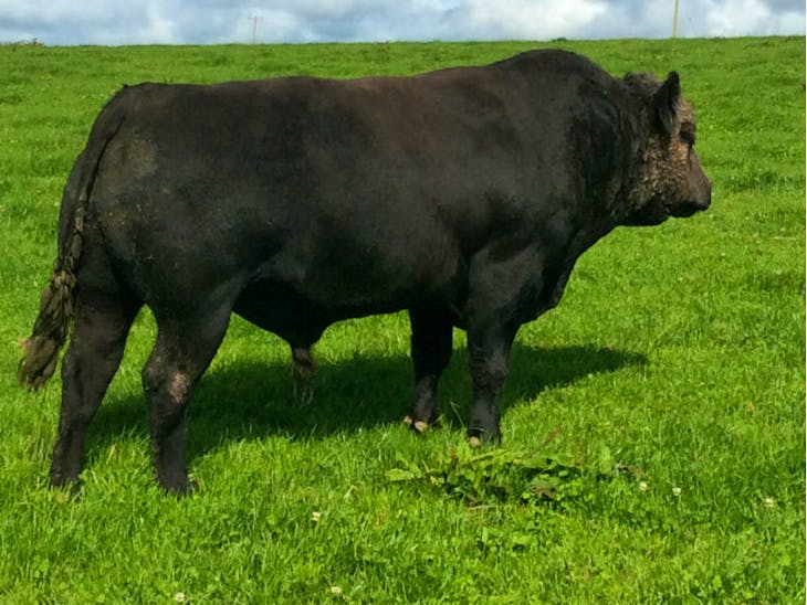 3 Pedigree Aberdeen Angus Breeding Bulls | SellMyLivestock - The Online ...