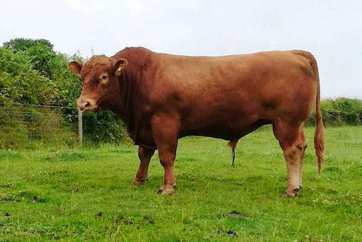 1 South Devon Breeding Bull | SellMyLivestock - The Online Livestock ...