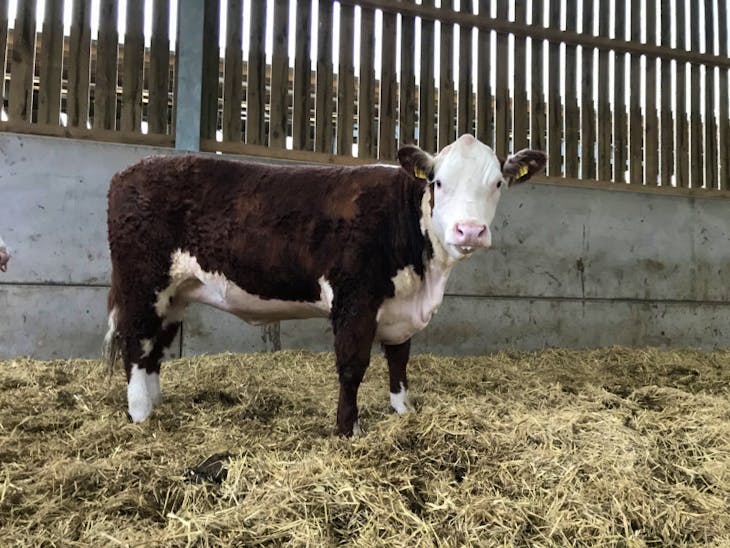 6 Pedigree Hereford Breeding Heifers | SellMyLivestock - The Online ...