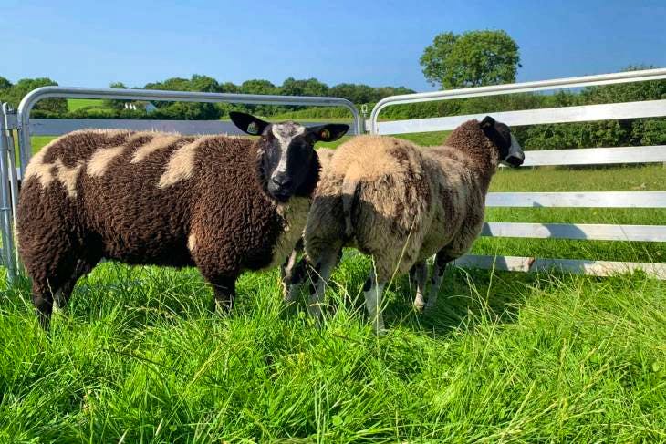 2 Pedigree Dutch Spotted Breeding Lambs, Ewes | SellMyLivestock - The ...