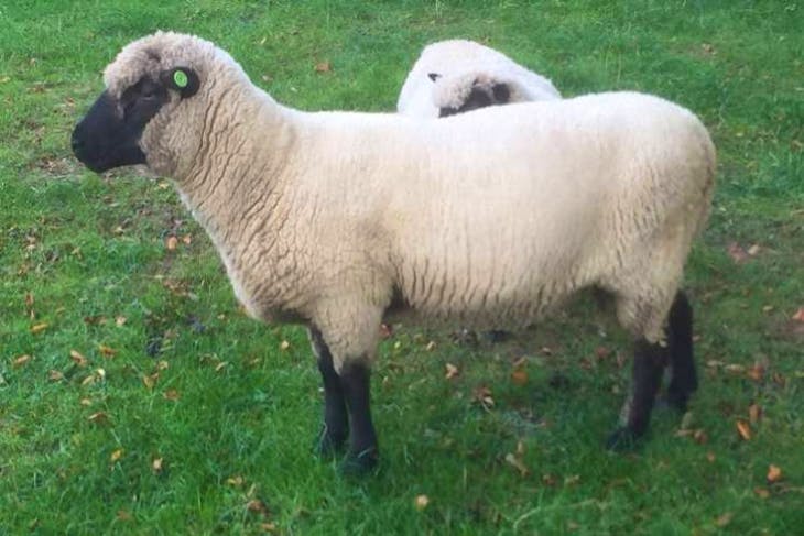 1 Llanwenog Breeding Ram | SellMyLivestock - The Online Livestock ...