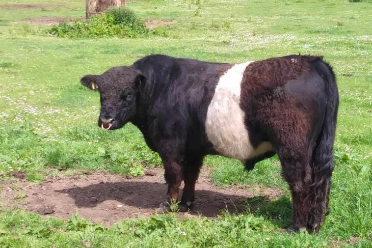 belted galloway soft toy