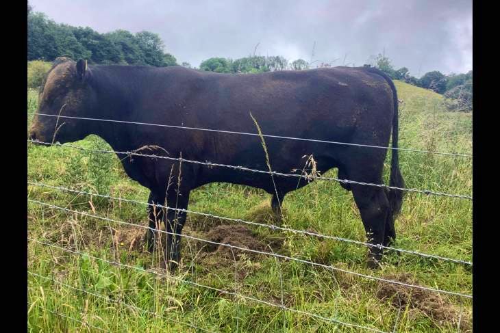 1 Pedigree Aberdeen Angus Breeding Bull, Young Bull 