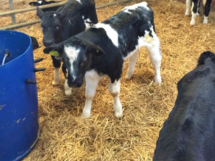 30 Holstein Friesian, Aberdeen Angus, British Blue Cross Store Calves