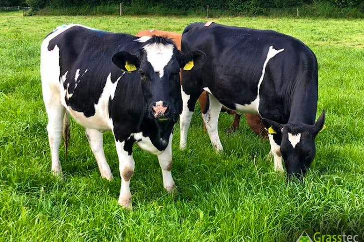 20 Jersey, NZ Friesian, Holstein Friesian Cross Breeding Dairy Females ...