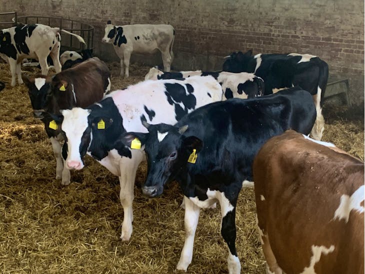 10 Holstein, Holstein Friesian Cross Store Steers SellMyLivestock