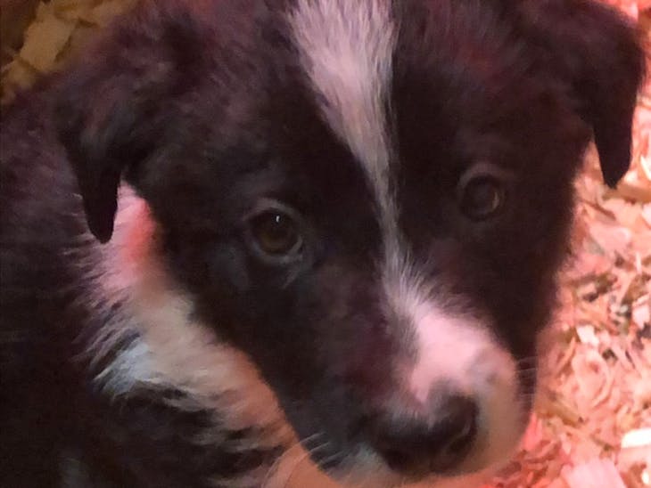 1 Border Collie (Male) SellMyLivestock The Online Livestock Marketplace