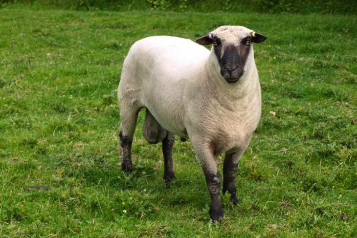 1 Pedigree Shropshire Breeding Ram | SellMyLivestock - The Online ...