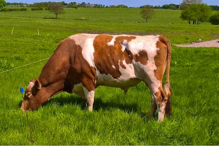 1 Pedigree Guernsey Breeding Bull | SellMyLivestock - The Online ...