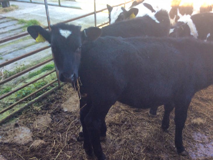 10 Holstein Friesian, Norwegian Red, Aberdeen Angus Cross Store Bulls