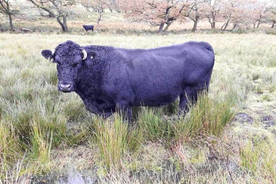 Welsh Black Cattle For Sale | SellMyLivestock - The Online Livestock ...